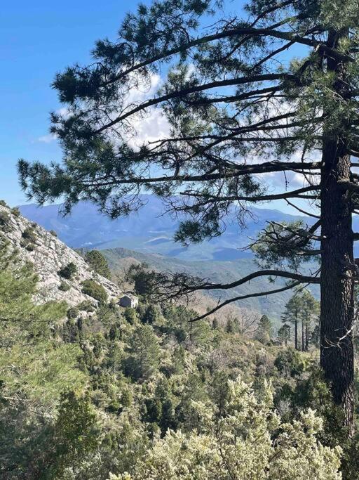 Appartement Au Coeur De La Ville Corte  Dış mekan fotoğraf